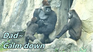 Episode  6 Gorilla Tayaris little fight back to Djeeco  Tayari小小的反擊 [upl. by Mehelhteb478]