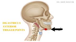 Trigger Point Anatomy  Digastricus [upl. by Dibbrun760]