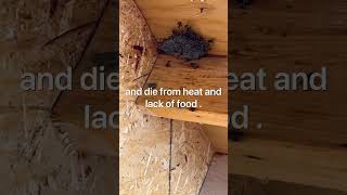 Raid spray helps me to euthanize wasps nest [upl. by Ahsimak]