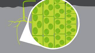 Plant Growth Auxins and Gibberellins  Urdu [upl. by Nakah]