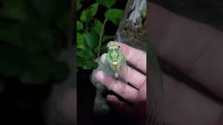 swamp cicada Ntibicen [upl. by Parry]