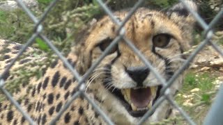 MIAULEMENT DE LA GUEPARDE 🐆 ZOO de MONTPELLIER [upl. by Connett473]