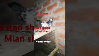 Salara teddy breed ustad shahid mian shan [upl. by Akkin]