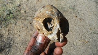 13 millionyearold infant ape skull discovered in the Turkana Basin [upl. by Siramed913]