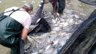 Despesca de 15 tonelada de TilápiasProjeto do Valdenir  Florianópolis  SC pisciculturapeixes [upl. by Onder]