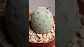 КактусТефрокактус геометрикус  Tephrocactus geometricus  FlowersLand [upl. by Jourdan309]