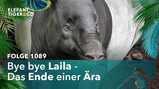 Tapir Laila verlässt den Zoo Leipzig Folge 1089  Elefant Tiger amp Co  MDR [upl. by Nwahsav]