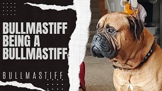 Bullmastiff Life [upl. by Acinyt836]