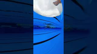 Freestyle swimming with a 2 beat kick and a high elbow catch swimming [upl. by Nabois201]