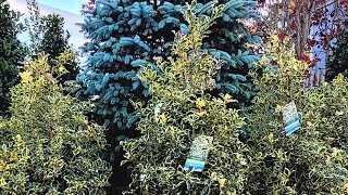 Blue spruce and Variegated Holly [upl. by Elconin]