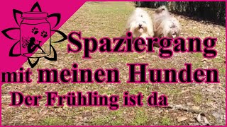 Frühlingsspaziergang mit meinen Hunden Havaneser  Garteneinkochfee [upl. by Ayila]