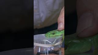 Green Mamba Bites and Venom Extraction [upl. by Nirtiac]