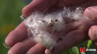 Milkweed Seeds [upl. by Yessac]