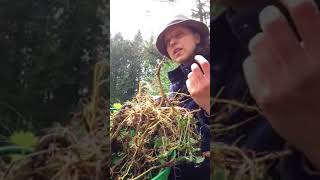 Stinging Nettle Roots Harvest Urtica Dioica [upl. by Nwahsar]