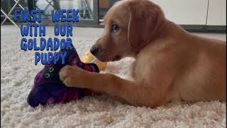 First Week with our Adorable Goldador Puppy puppy goldador firstweek cute [upl. by Yrdnal427]