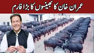 Big Buffalo Farming in Pakistan  Highly Milking Buffalo Farming in India and Pakistan Buffalo Milk [upl. by Vashtia354]