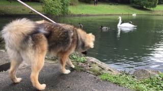 Bentley The Pomsky Barks At Ducks [upl. by Bayer]