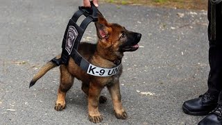 Funniest amp Cutest German Shepherd Puppies Funny Dog Videos 2024 [upl. by Herrington102]