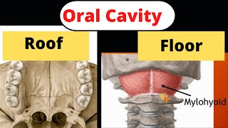 13 Anatomy of the Oral Cavity Mylohyoid muscle and Palate [upl. by Ytisahc471]