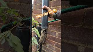 The most satisfying downpipe unblock satisfying [upl. by Aimal999]