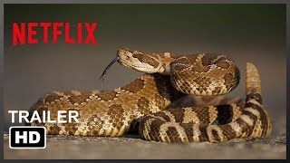 Rattlesnake  Netflix HD Trailers  2019 [upl. by Oigaib306]