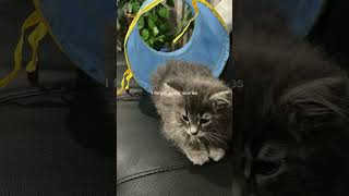 ❤️😻cat cutrone kitten pets catlover viralvideo [upl. by Andra]