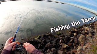 Fishing the Yarra River  fishing the warmies melbourne [upl. by Eleahcim133]