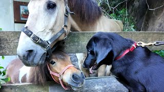 【犬Vlog】はじめて馬とポニーに出会った犬。 [upl. by Lorain187]