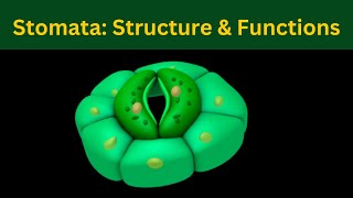 Stomata Structure and Function of stomata Plant gaseous echange Biology [upl. by Leber]