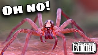 WANDERING Spiders IN FLORIDA Is This BAD NEWS [upl. by Nylad]