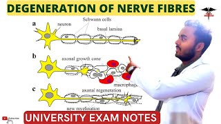 Degeneration of nerve fibres  Nerve injury  Wallerian degeneration CNS Physiology [upl. by Annerol]