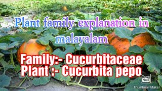 Family cucurbitaceae family explanation in Malayalam [upl. by Inneg]