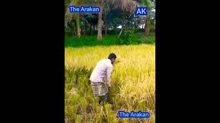 The Arakan thearakan myanmar [upl. by Clarabelle]