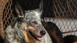 Understanding the Vocalizations of Australian Cattle Dogs [upl. by Tallie]