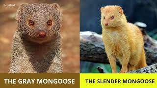 Mongoose 101  Interesting Facts about Mongooses [upl. by Leva120]