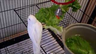 budgies chirping playing amp munching on kale [upl. by Anwahsiek661]