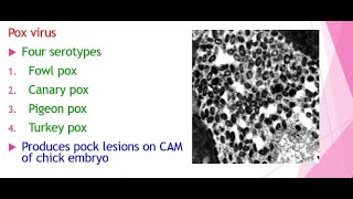 Avian pox or Fowl pox disease in Poultry [upl. by Aerdnaxela]