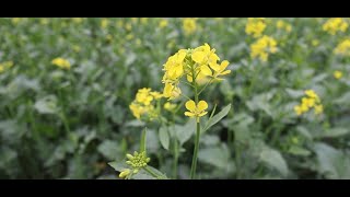 Environmental Experience Mustard plantBrassicaBrassicaceae [upl. by Audres360]