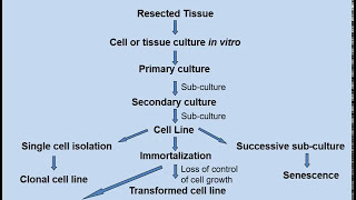 Creating cell lines [upl. by Lugo708]