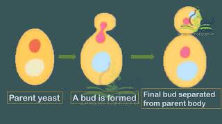 Observation of Budding in Yeast [upl. by Aivekal887]