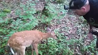 Whitetail Deer the affect of bluetongue [upl. by Nolek]