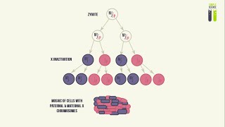 Mosaicisms  Part 3  Mosaicism of the X Chromosome X Inactivation [upl. by Slotnick861]