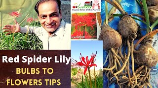 How to grow Red Spider Lily Bulbs with tips at AsimGarden  Lycoris Radiata Flowers [upl. by Ecnirp]