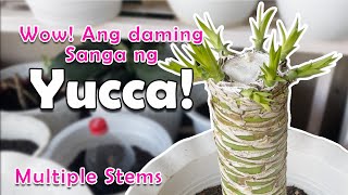 The Correct Way of Propagating Yucca Cuttings [upl. by Nuaj810]