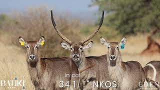 Waterbuck bull Nkosi genetics available on auction [upl. by Heaps335]