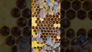 Beehive Check out beehives that have bred good bees bee beelong natural honey [upl. by Ettegroeg]