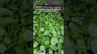 수생식물 워터코인 Hydrocotyle umbellate 대림원예종묘shorts [upl. by Jud]