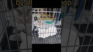 Housecall Grooming Surabaya Lion Cut Kucing diRumah Customer [upl. by Sicular]