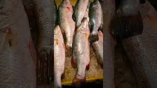 Inside Coxs Bazar Fish Market [upl. by Oidale500]