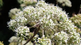 Angelica atropurpurea [upl. by Llireva63]